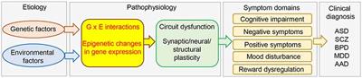 The Molecular Basis of Depression: Implications of <mark class="highlighted">Sex-Related Differences</mark> in Epigenetic Regulation